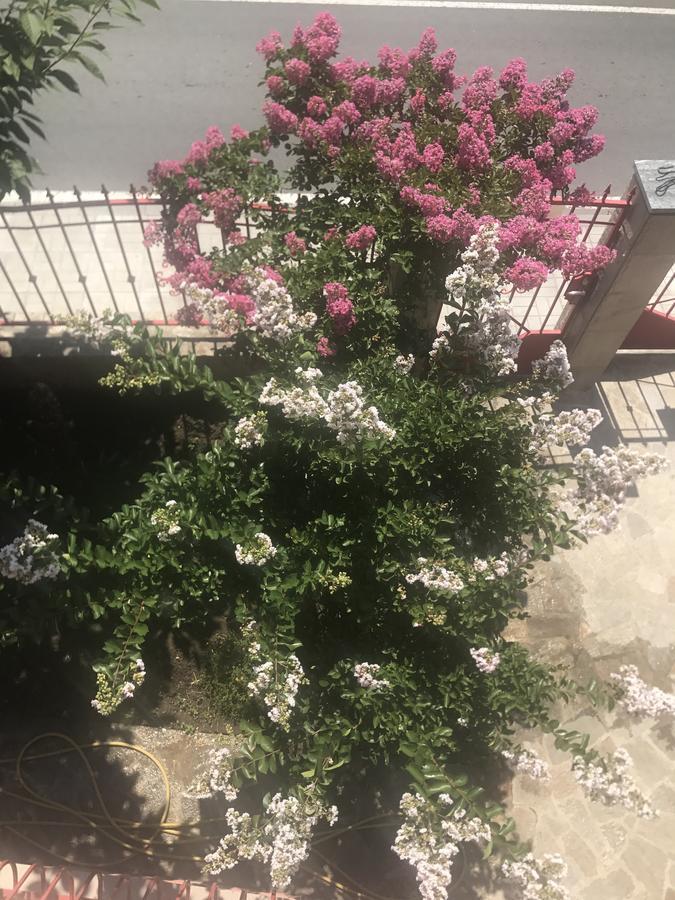 Jane Guest House Nesebar Luaran gambar